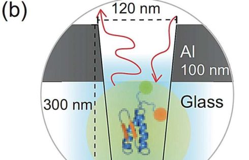 Enhanced fluorescence technique illuminates rapid, coordinated protein folding