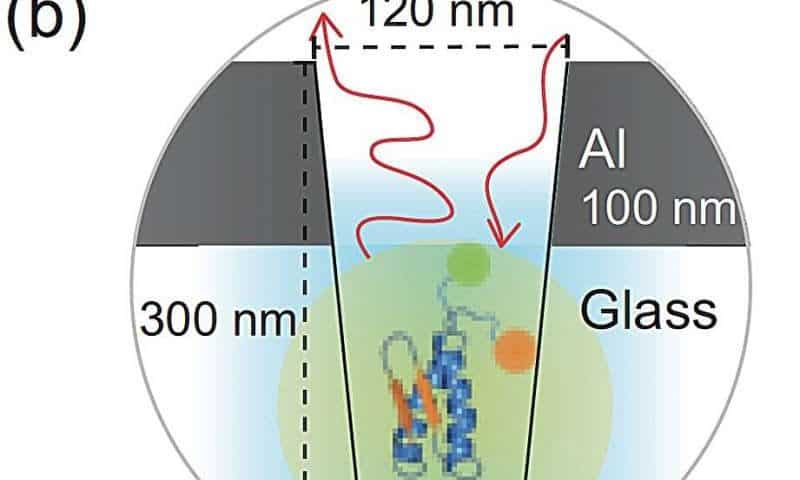 Enhanced fluorescence technique illuminates rapid, coordinated protein folding