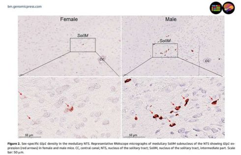 Mouse brain study reveals why blockbuster weight-loss drugs may work differently in females and males