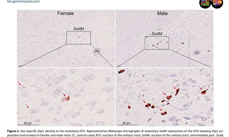 Mouse brain study reveals why blockbuster weight-loss drugs may work differently in females and males
