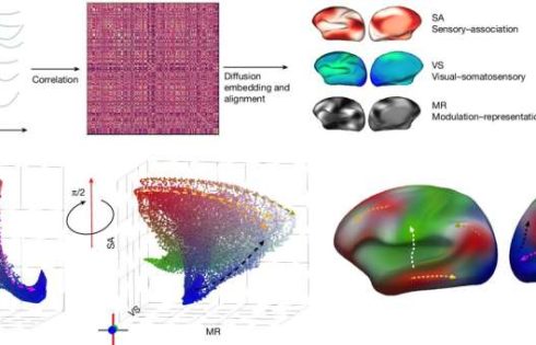 First functional brain atlas shows how communication networks change from infancy to old age