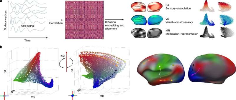 First functional brain atlas shows how communication networks change from infancy to old age