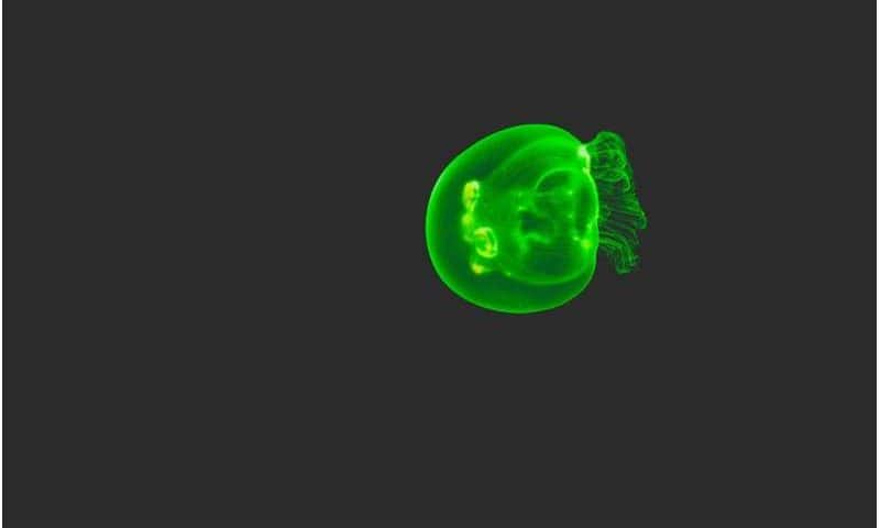 Why crowning the protein that makes jellyfish glow green as a model can help scientists streamline biology