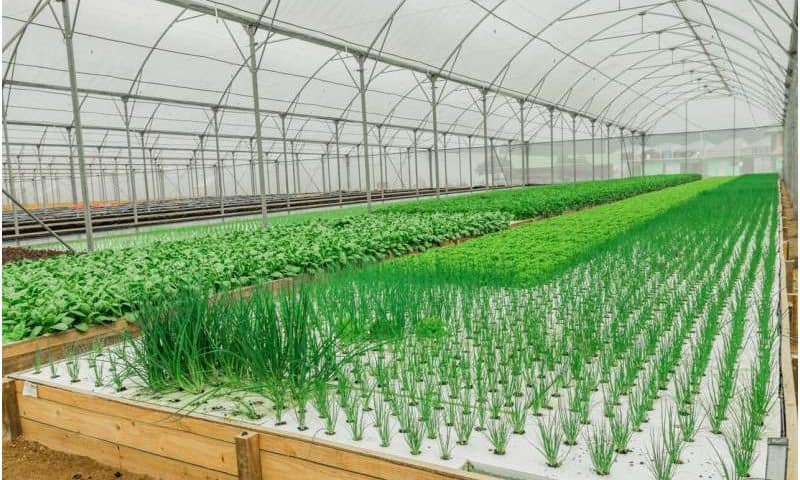 From high‑tech greenhouses to fruit netting: How protected cropping can shield crops from climate extremes