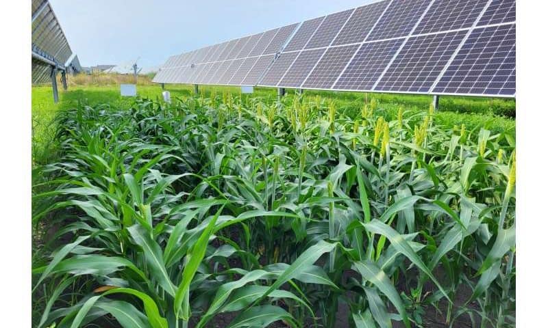 Agrivoltaics can increase or reduce yields and profits, depending on the crop and where the systems are deployed