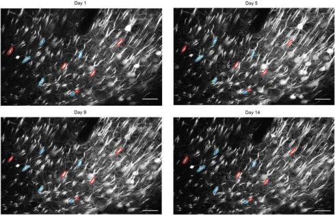 Neurons receive precisely tailored teaching signals as we learn, study suggests