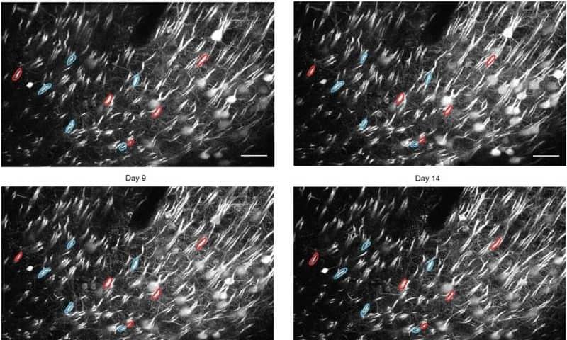 Neurons receive precisely tailored teaching signals as we learn, study suggests