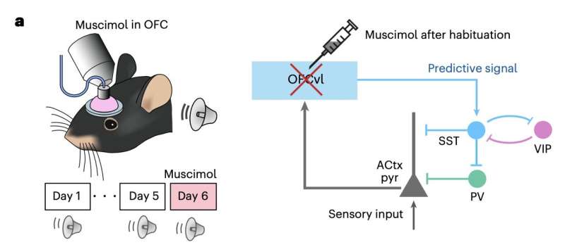 How the brain filters out ‘expected’ sounds: Orbitofrontal cortex study offers new insight