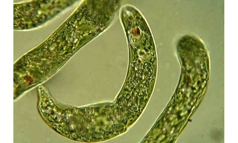 Pond-dwelling microalga exposes a parallel track for RNA processing