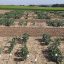 One gene makes the difference: Breeding winter-hardy faba beans