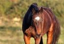 Horse IVF milestone in Florida: Frozen-thawed sperm fertilizes an egg