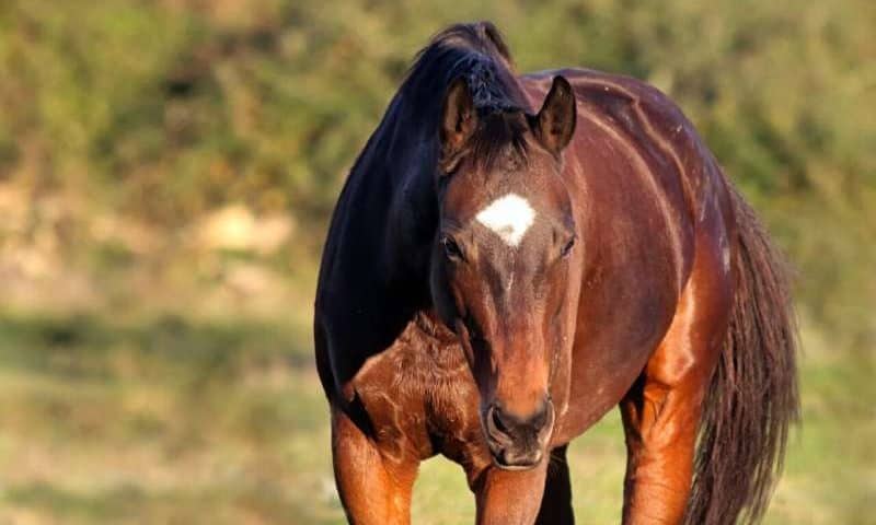 Horse IVF milestone in Florida: Frozen-thawed sperm fertilizes an egg