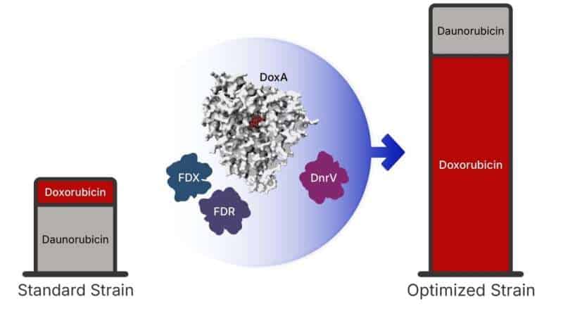 Bacterial strain breaks decades-old bottleneck in chemotherapy drug manufacturing