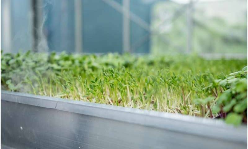 Fortified salad packs a healthy punch to meet a growing vitamin B12 need