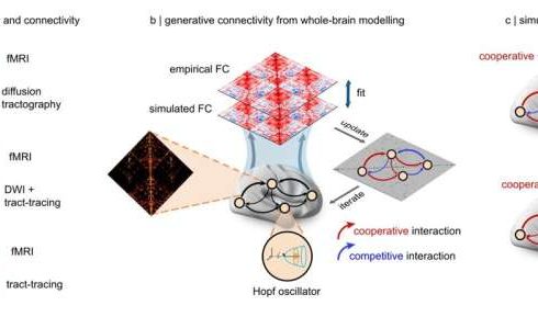 Natural competition between brain circuits may boost information processing