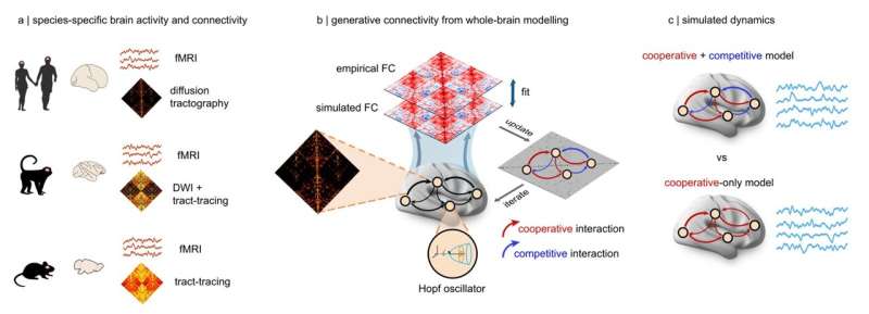 Natural competition between brain circuits may boost information processing