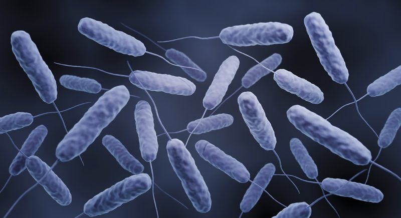 DNA Uptake in Cholera May Increase Defense Mechanisms