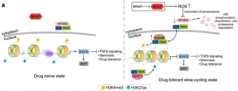 A molecular movie captures cancer’s great escape from targeted therapy