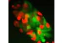 A ‘stemness checkpoint’ helps control stem cell identity