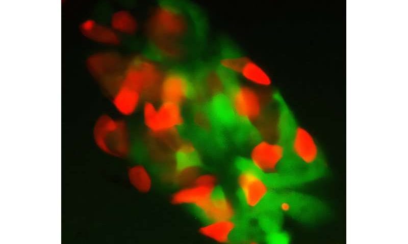 A ‘stemness checkpoint’ helps control stem cell identity