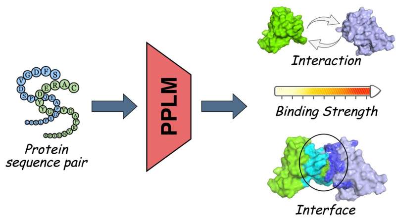 AI model ‘reads’ protein pairs, unlocking new insights into disease and drug discovery