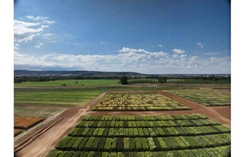 AI and drones can select the most resilient wheat