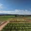 AI and drones can select the most resilient wheat