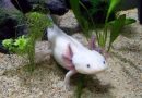 For regrowing human limbs, this salamander gene could hold the key