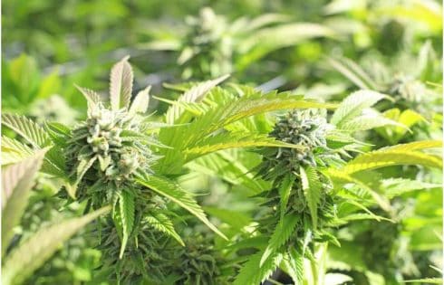 Cannabis may not be as anti-inflammatory as believed—research paints a more complex picture