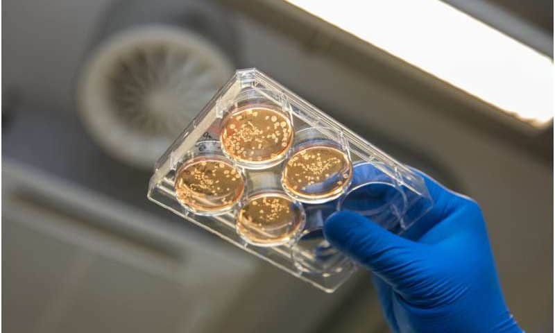 New bioreactor turns stem cells into an immune-cell factory, producing 40 million human macrophages per week