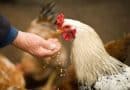 Chicken gene-editing advance opens path to drug-producing eggs