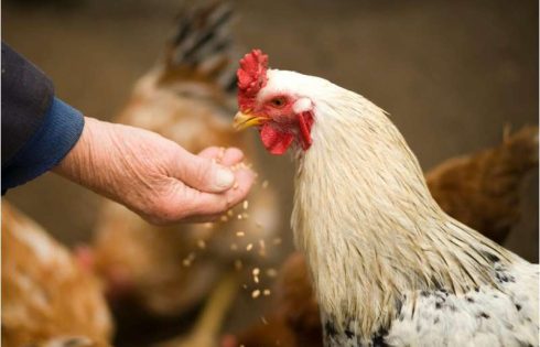Chicken gene-editing advance opens path to drug-producing eggs