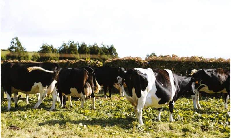 Why experts say now is the time to vaccinate US dairy cattle against bird flu