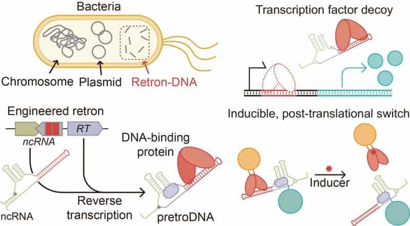Platform for precise cellular control uses non-genetic DNA decoupled from genetic information