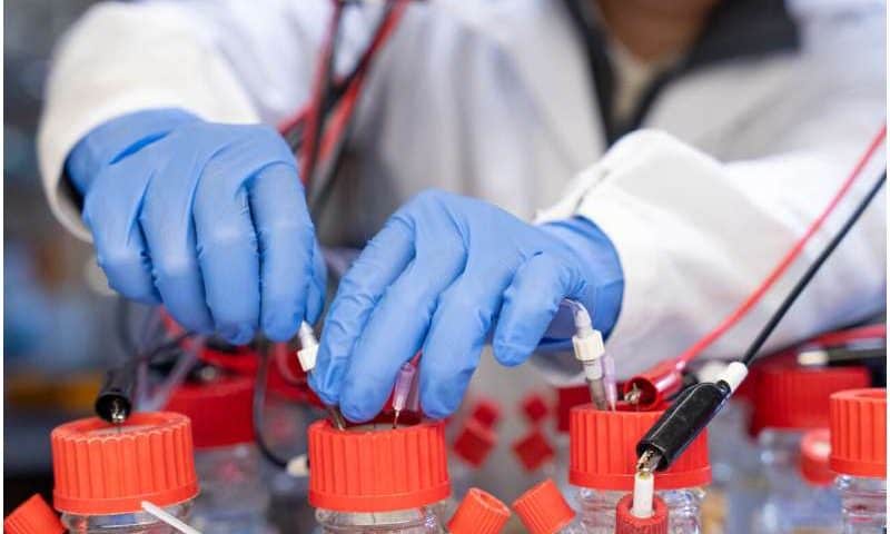 Two bacteria join forces to turn chemical signals into electricity, opening up low-cost sensing options