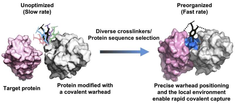 High-throughput platform helps engineer fast-acting covalent protein drugs