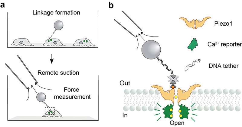 Molecular ‘leash’ measures force-sensing protein activation at about 15 piconewtons