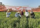 Gene discovery opens new path for disease-resistant rice breeding