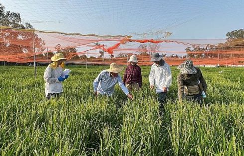 Gene discovery opens new path for disease-resistant rice breeding