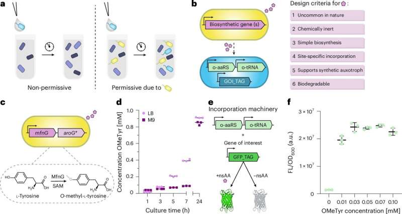 Engineered E. coli dependency may help contain microbes to defined areas