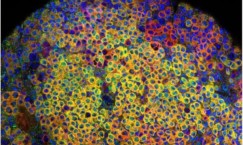 How stem cell descendants preserve flexibility while maintaining distinct identities