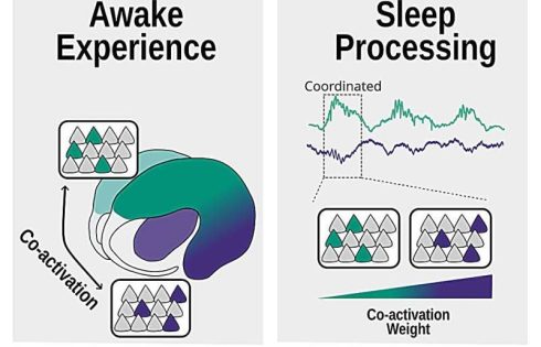 How the brain replays past emotional experiences during sleep