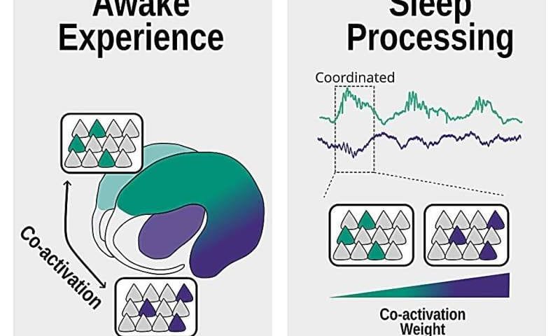 How the brain replays past emotional experiences during sleep
