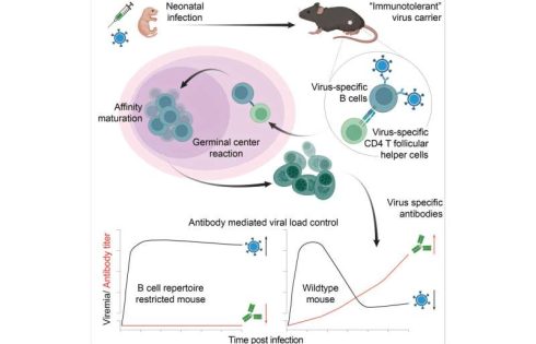 How the immune system battles lifelong viral infections acquired at birth
