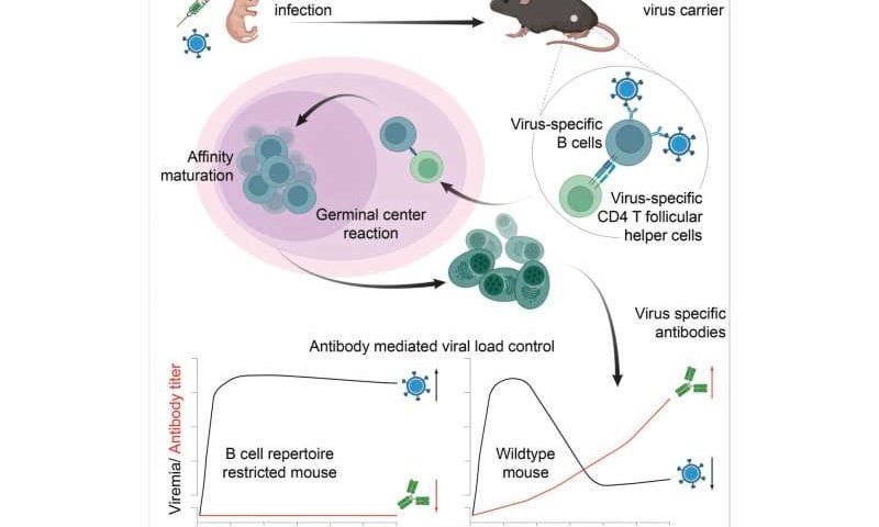 How the immune system battles lifelong viral infections acquired at birth