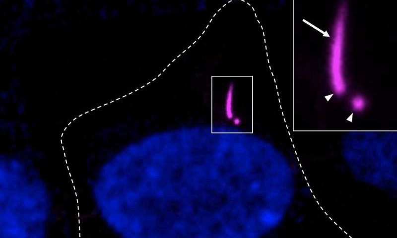 Fluorescent probe lights up centrioles and cilia in living cells across species