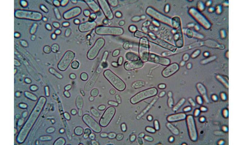 Genomic tool untangles how microbes spread—even when they look almost identical