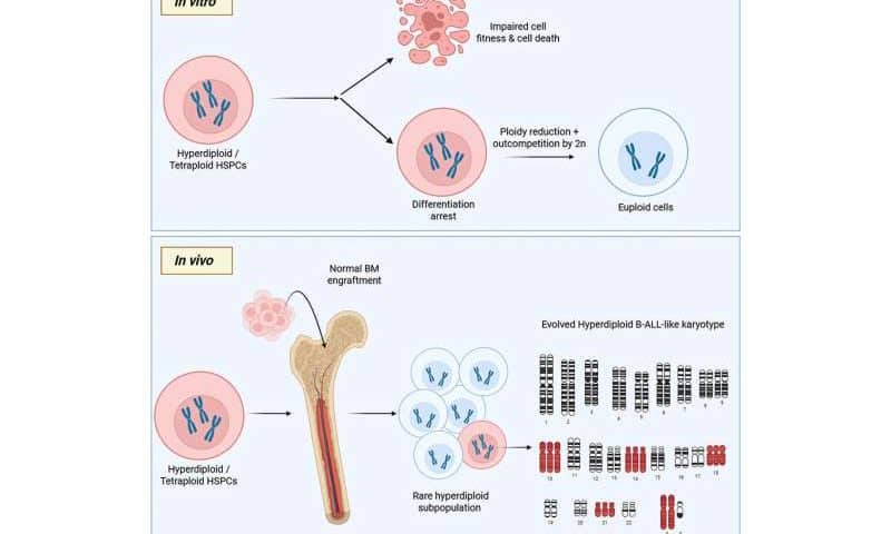 Extra chromosomes may seed childhood leukemia years before disease, study suggests
