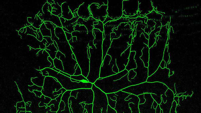 Expanded MAGIC toolkit makes genome-wide single-cell mosaic analysis possible in Drosophila