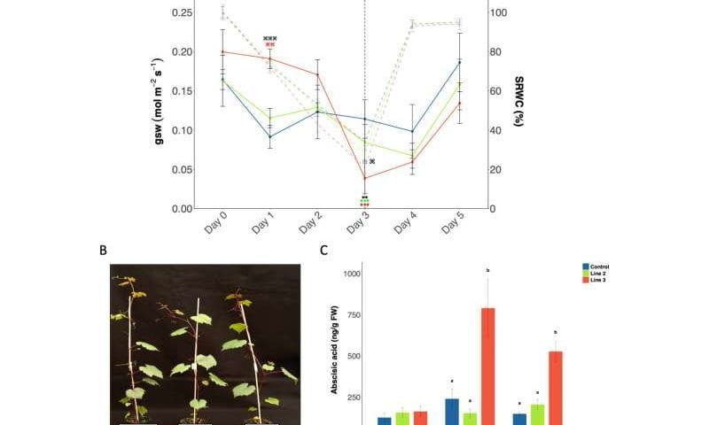 Editing grapevine DNA could boost resistance to disease and drought